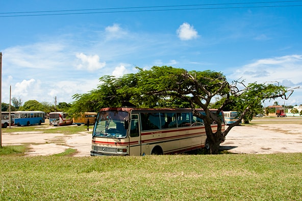 cuba : perfect shade