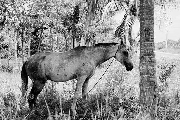 cuba : horse in the shade