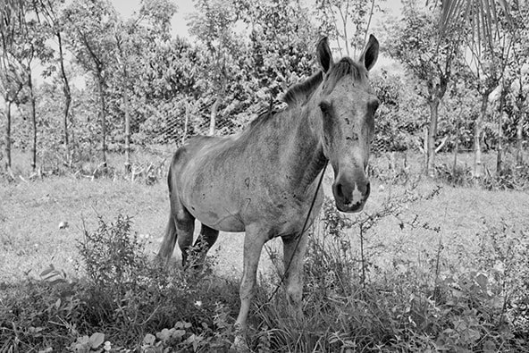 cuba : horse in the shade 2